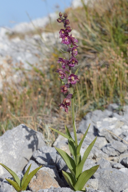 Le belle Epipactis sulle praterie di Campo Imperatore (AQ)  luglio 2025.